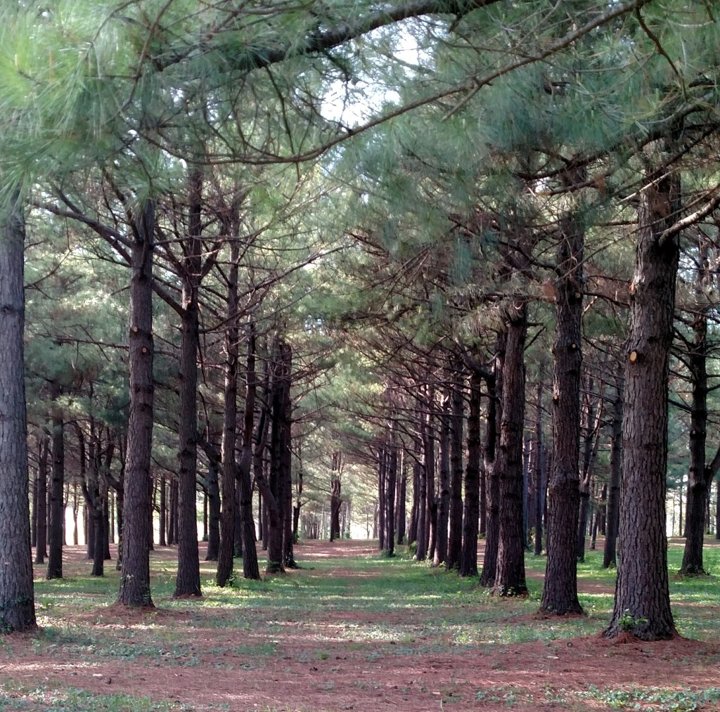 Photo taken at Jacobson Park, Lexington, KY 4/2017